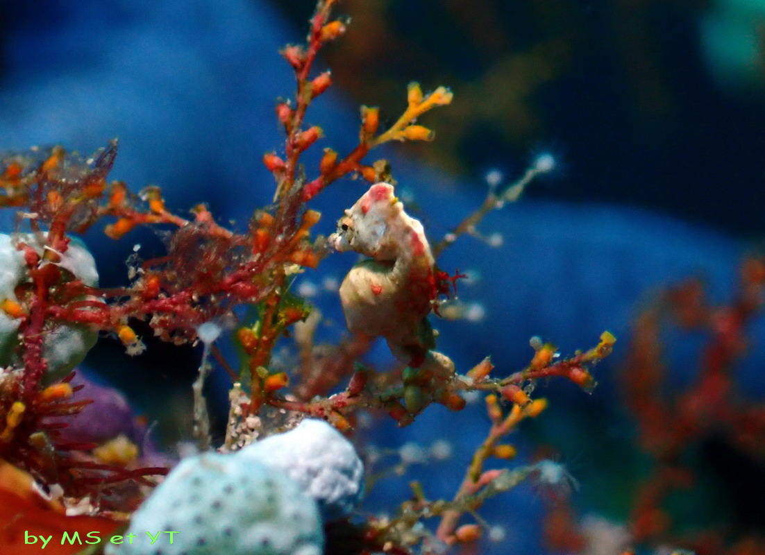 Hippocampus pontohi Hippocampe pygmée de Pontoh vidéo